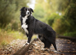 Border collie, Tory, Liście