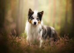 Pies, Border collie, Wrzosy