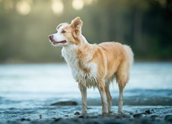 Pies, Border collie, Woda, Rozmyte, Tło