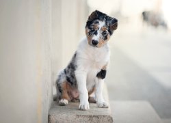 Pies, Szczeniak, Border collie, Murek