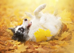 Border collie, Liście