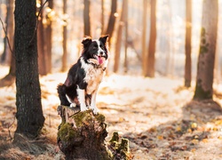 Pień, Border collie, Las