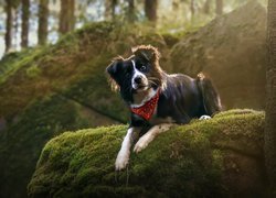 Pies, Border collie, Chustka, Omszała, Skała