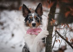 Pies, Border collie, Drzewo, Zima