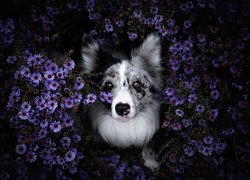 Border collie w astrach