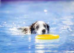 Border collie w basenie z kółkiem do gry w ringo