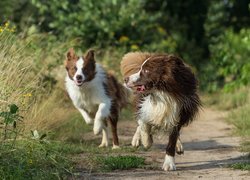 Psy, Biegnące, Border collie, Trawy, Ścieżka