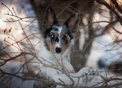 Pies, Border collie, Mordka, Gałęzie