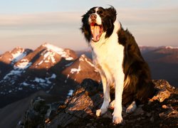 Border collie, Radość, Pies, Góry, Pysk