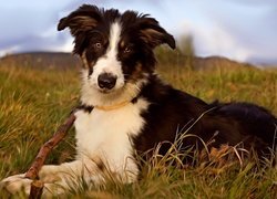 Pies, Border collie, Trawa, Patyk, Grafika