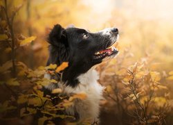 Pies, Border collie, Mordka, Krzewy, Liście