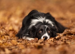 Border collie w jesiennych liściach