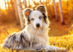 Pies, Border collie, Las, Trawa