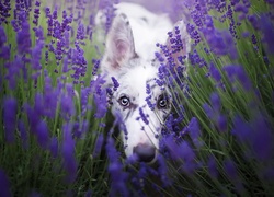 Border collie w kwiatach lawendy