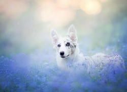 Border collie w kwiatach na rozmytym tle