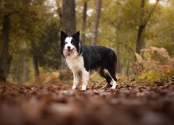 Border collie w lesie