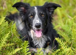 Pies, Border collie, Liście, Paproć