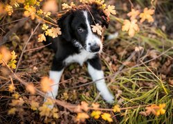 Border collie w listkach