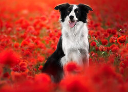 Border collie w makach