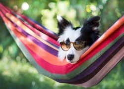 Border collie  w okularach wypoczywający na hamaku