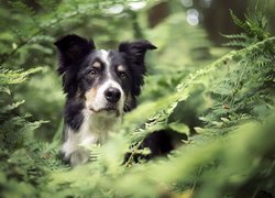 Border collie w paprociach