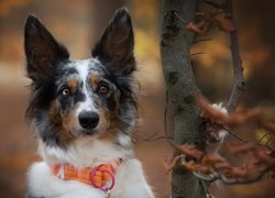 Border collie w pomarańczowej obroży