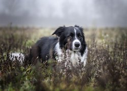 Pies, Border collie, Biało-czarny,  Rośliny