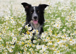 Pies, Border collie, Kwiaty, Rumianki