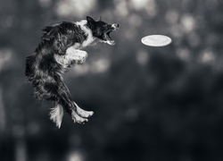 Border collie w skoku po frisbee