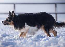 Pies, Border collie, Śnieg