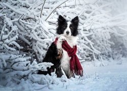 Biało-czarny, Pies, Border collie, Szalik, Ośnieżone, Gałązki, Zima