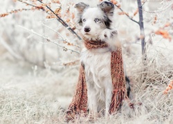 Pies, Border collie, Szalik, Szadź, Trawa, Rośliny