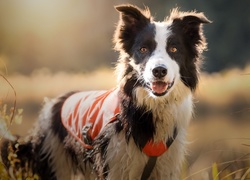 Border collie, Łąka, Trawa, Szelki, Okrycie