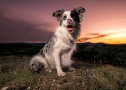 Border collie w trawie o zachodzie słońca