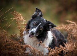 Biało-czarny, Pies, Border collie, Uschnięte, Paprocie