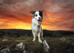 Pies, Border Collie, Zachód słońca, Wzgórze, Trawa