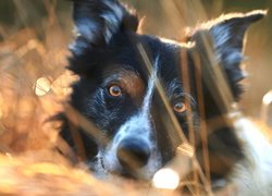 Border collie w zbliżeniu