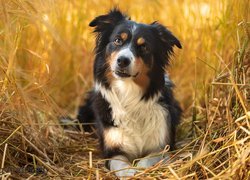 Pies, Border collie, Zboże