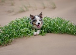 Pies, Border collie, Piasek, Zielone, Rośliny