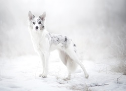 Border collie w zimowej scenerii na rozmytym tle