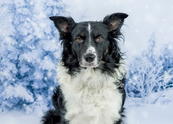 Border collie, Drzewa, Zima