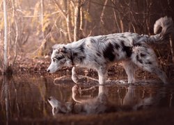 Pies, Border collie, Woda, Krzewy