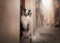 Pies, Border collie, Postawa, Uliczka, Kamienice