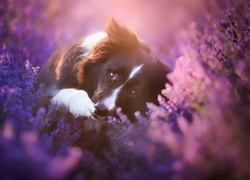 Border collie we wrzosach