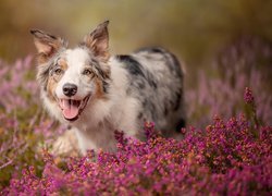 Border collie we wrzoścach