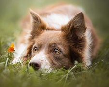 Border collie, Trawa, Pomarańczowy, Motylek