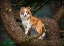 Border collie wskoczył na drzewo