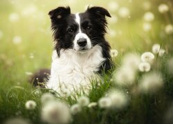 Border collie wśród dmuchawców na łące