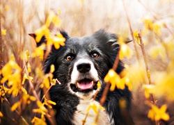 Border Collie, Forsycja