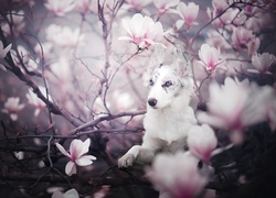 Border collie wśród kwiatów magnolii